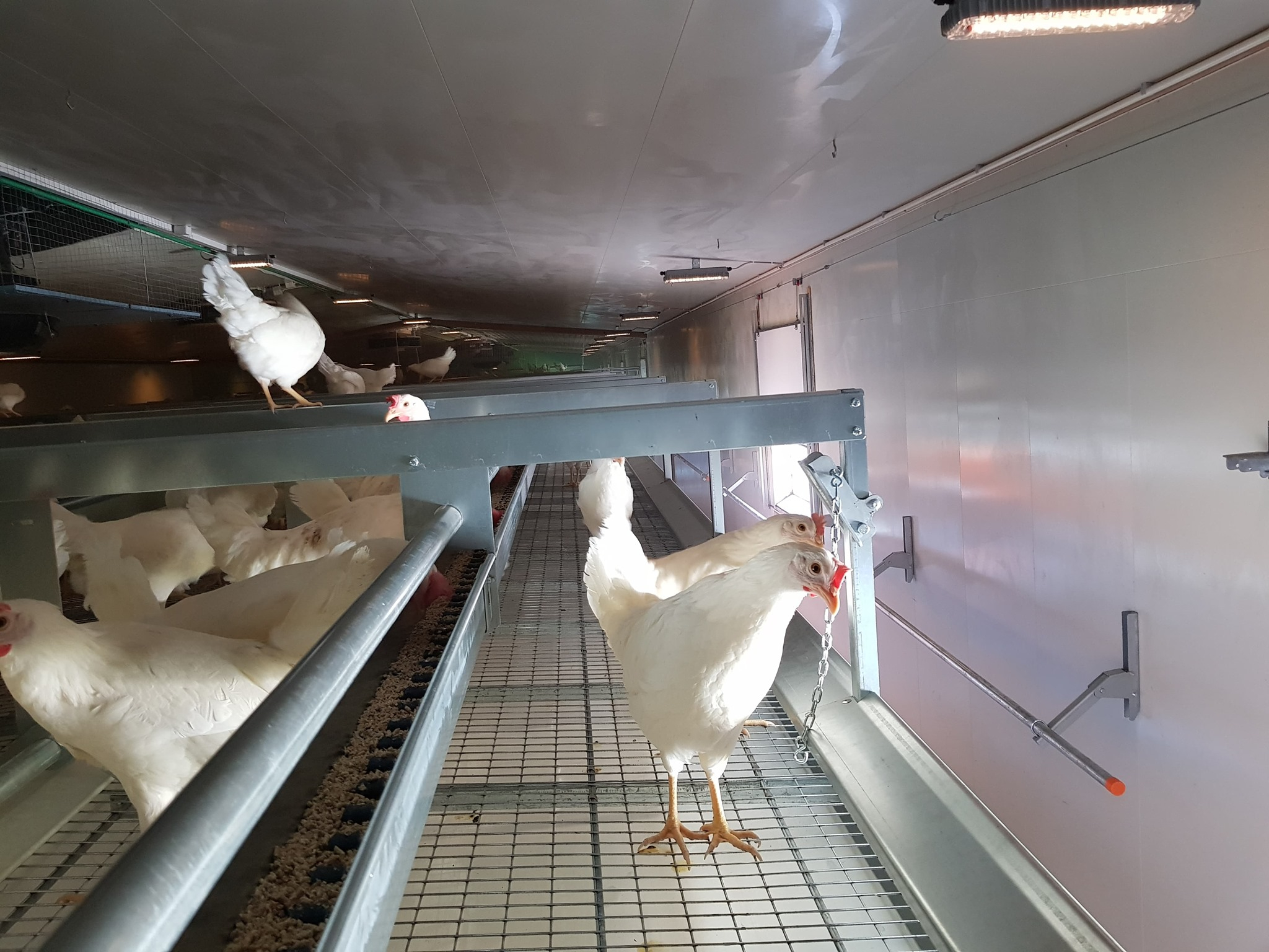 Nye anlegg til frittgående høns