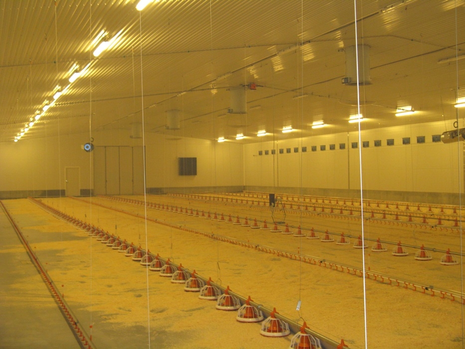 Vannrekker til kylling