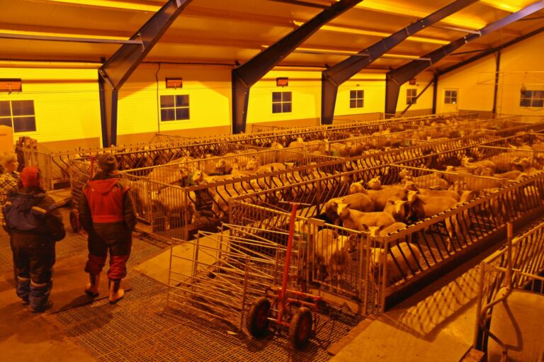 Nytt sauefjøs for 300 vinterfôra sau