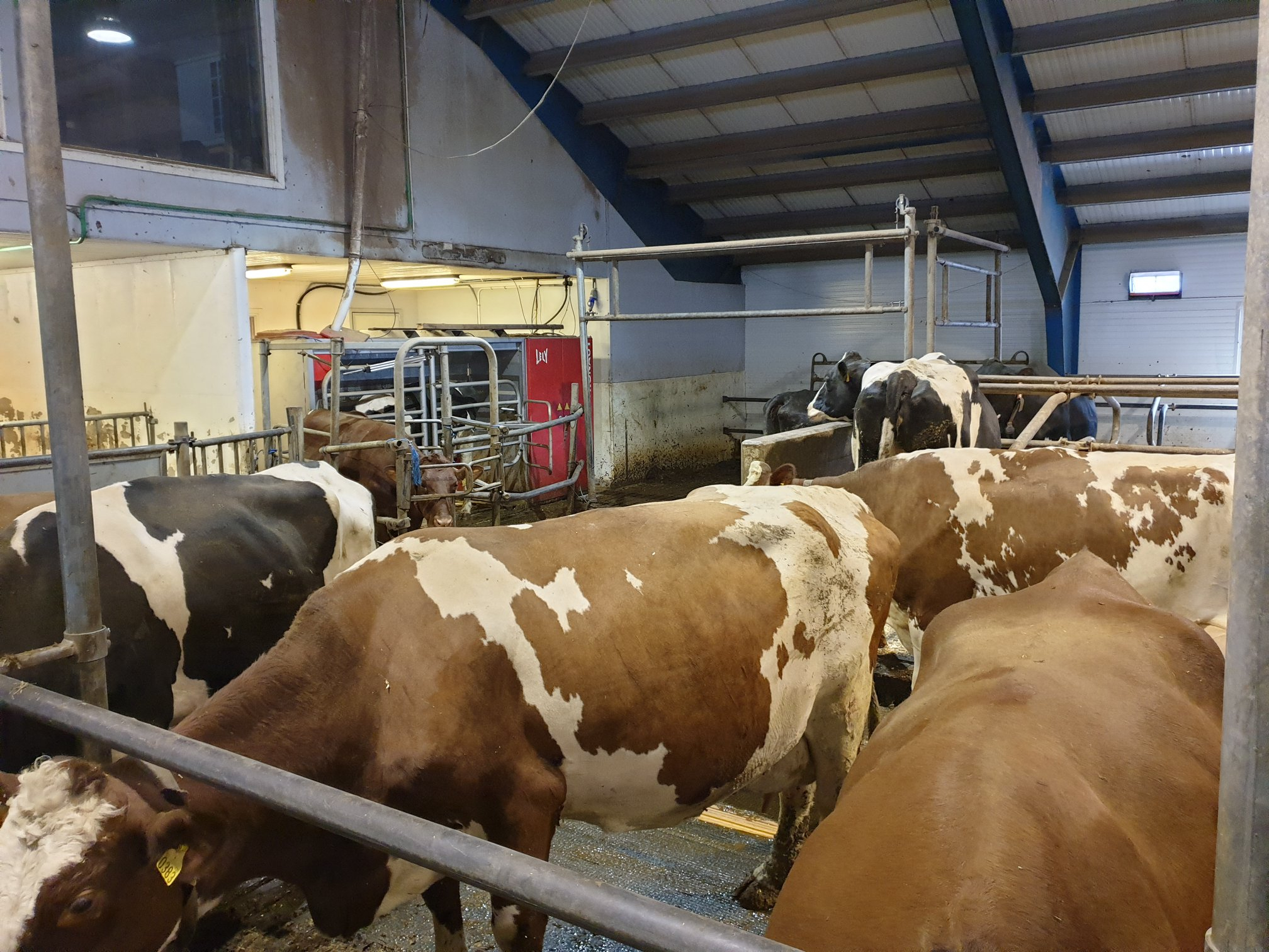 Fra A3 til A5 Lely melkerobot