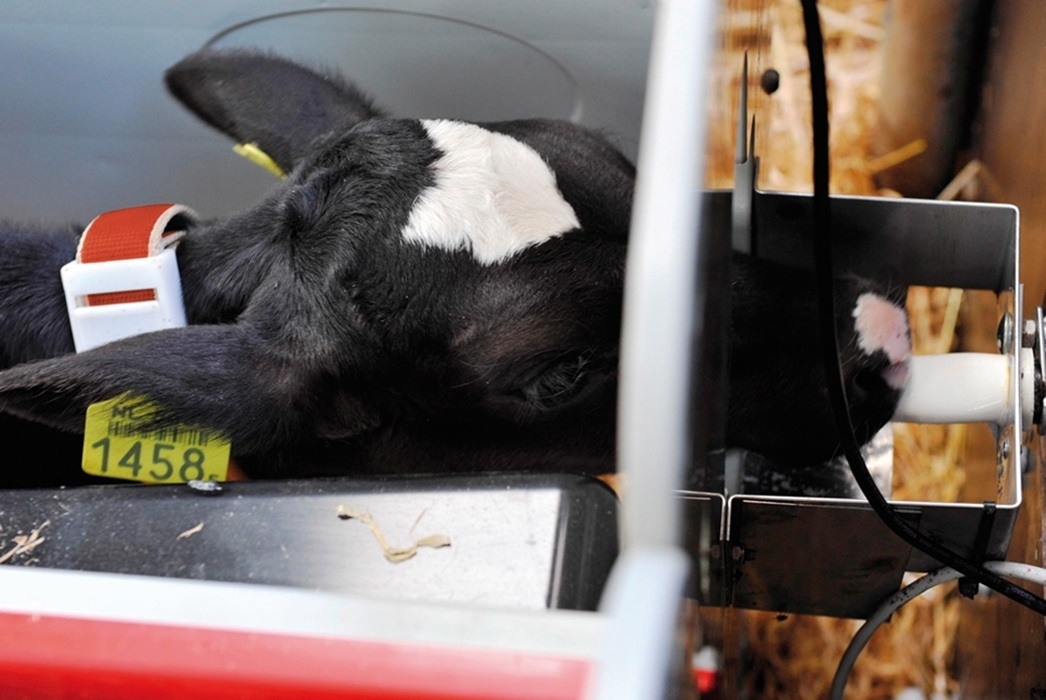 Kalvefôringsautomat