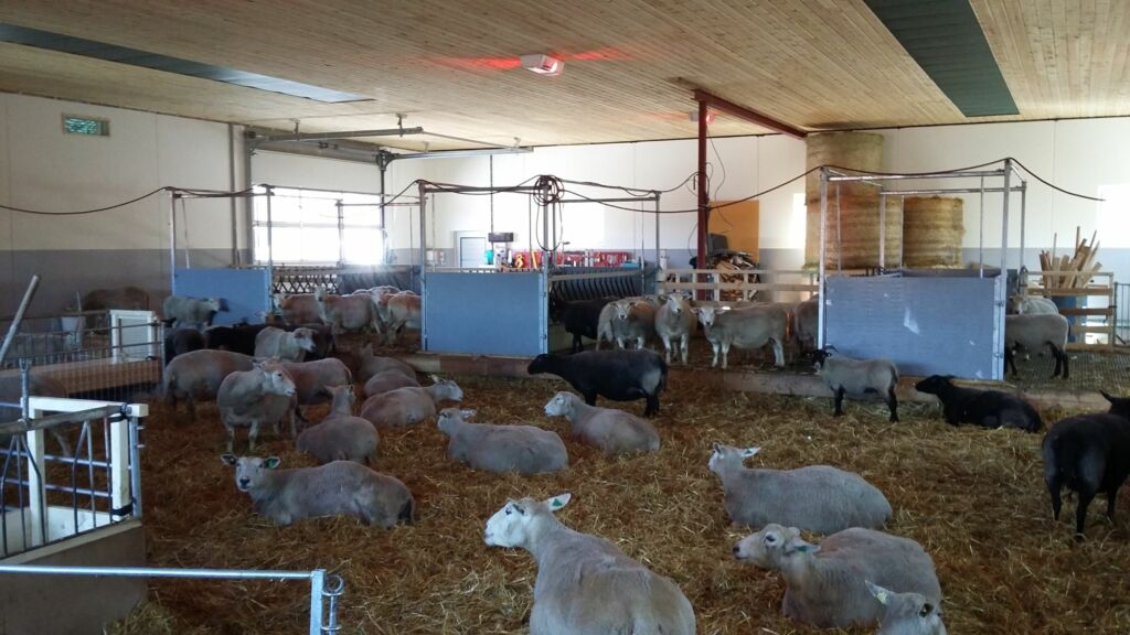 Nytt tallefjøs for ca 150 vinterfôra sau på Notodden