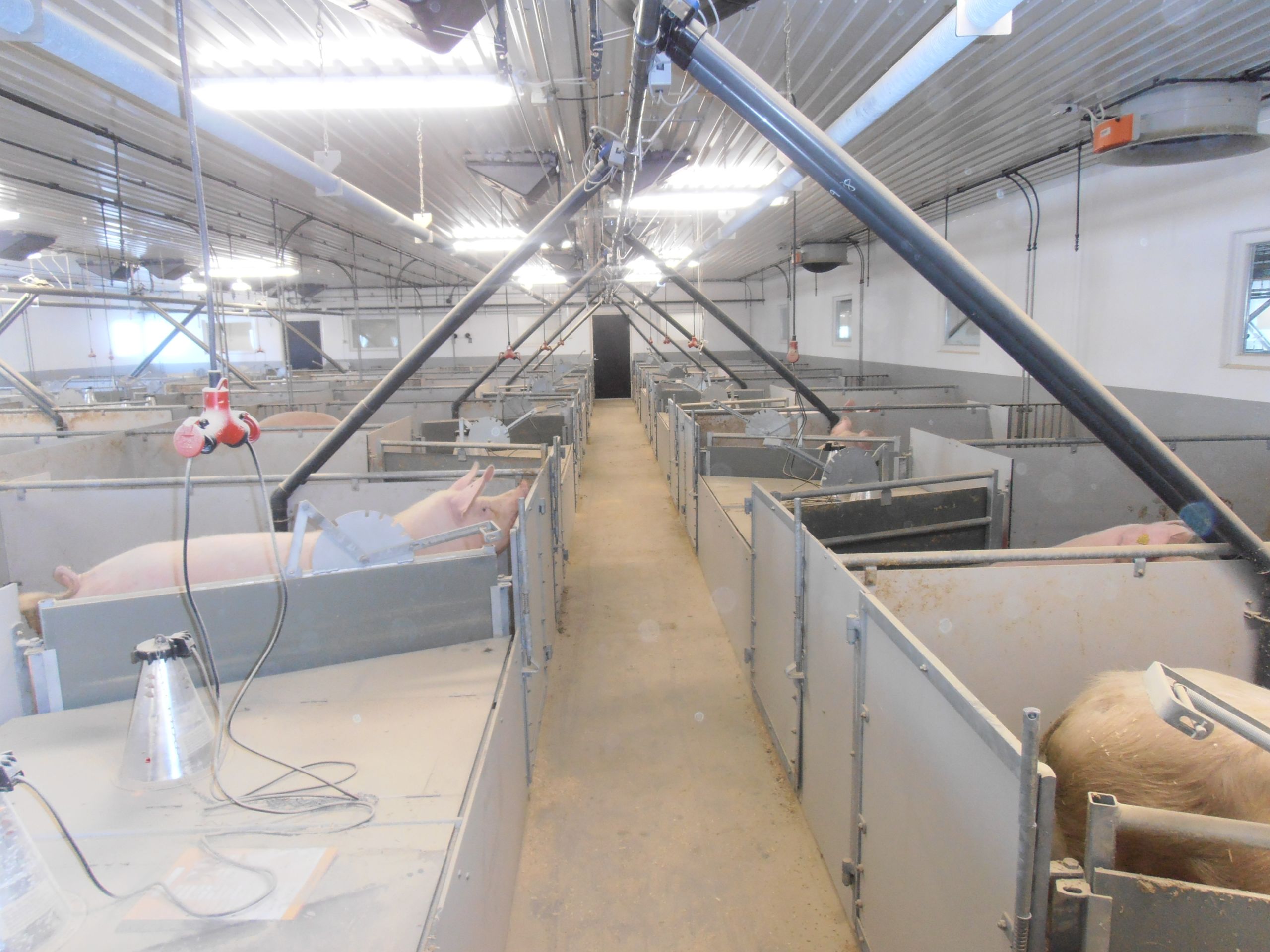 Nytt grisehus hos Knut J. Stramrud på Furnes