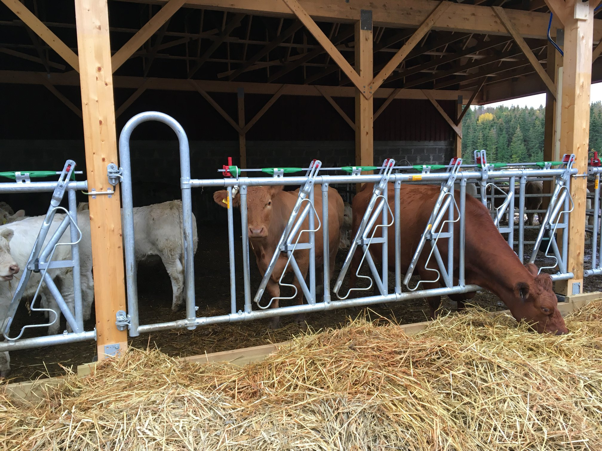 Tallefjøs på Nykirke i Vestfold