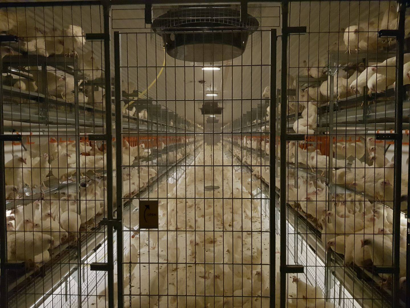 Ombygging til aviar for frittgående høns