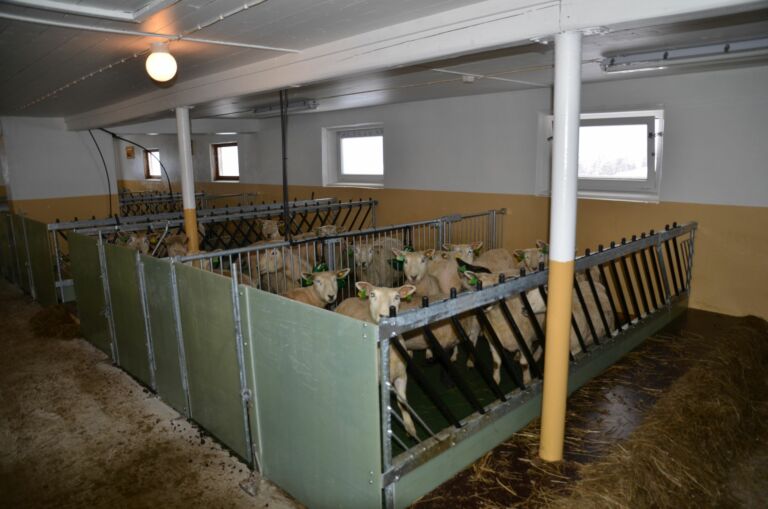 Ombygd kufjøs til sau