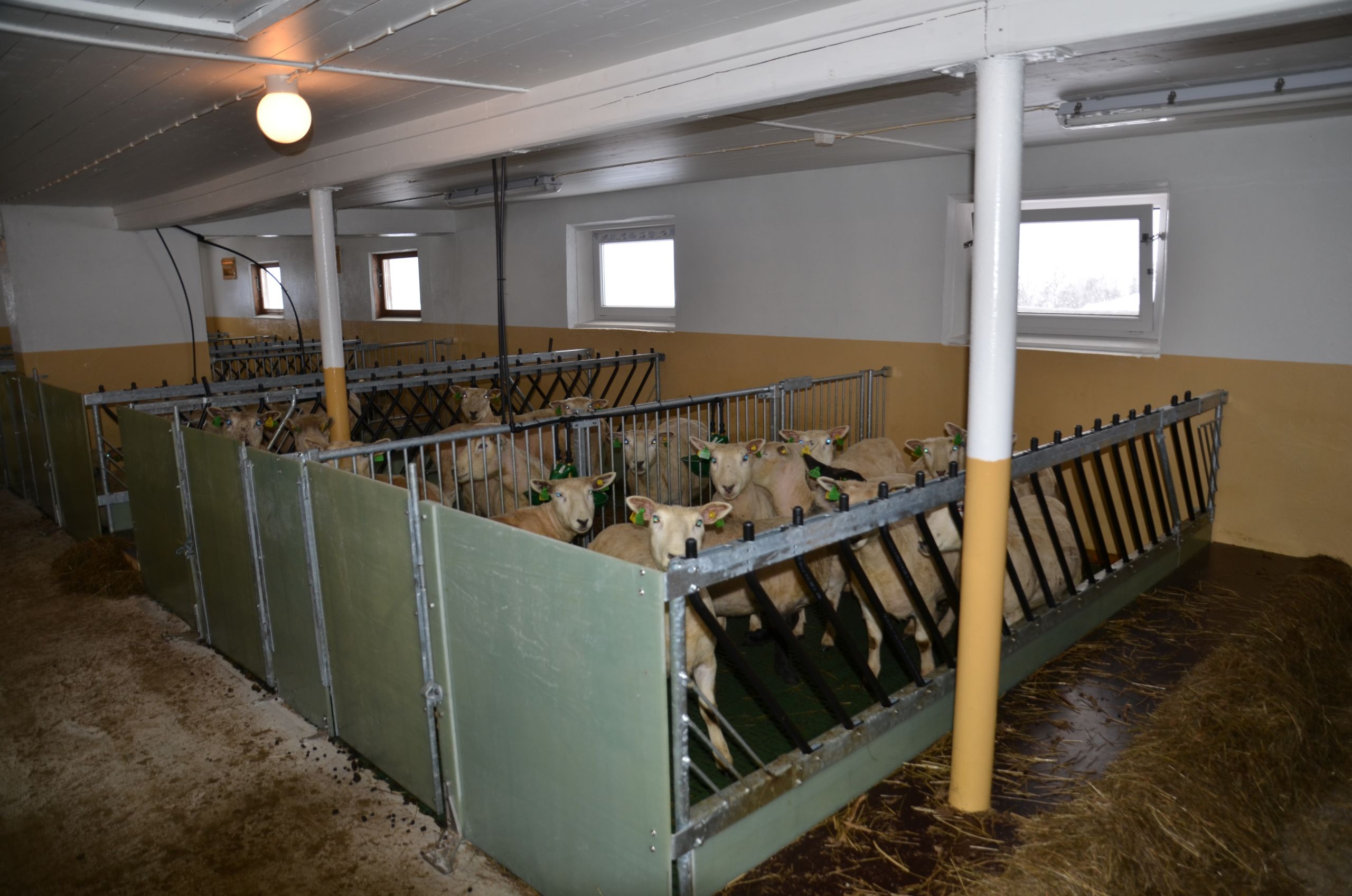 Ombygd kufjøs til sau