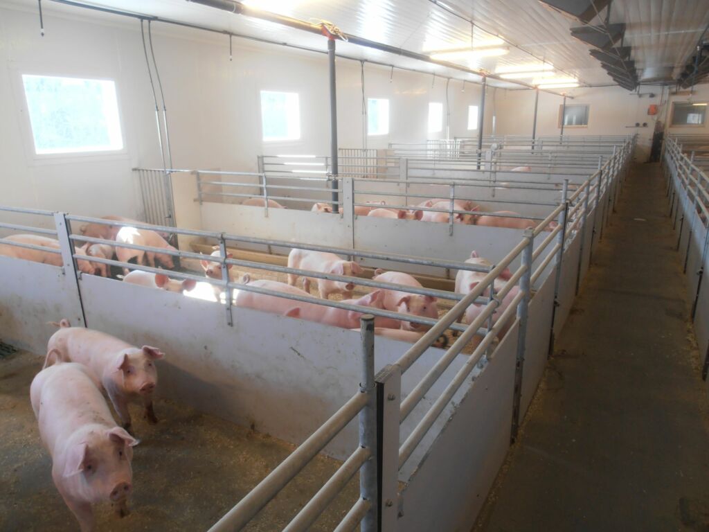 Påbygg med slaktegris og FTS