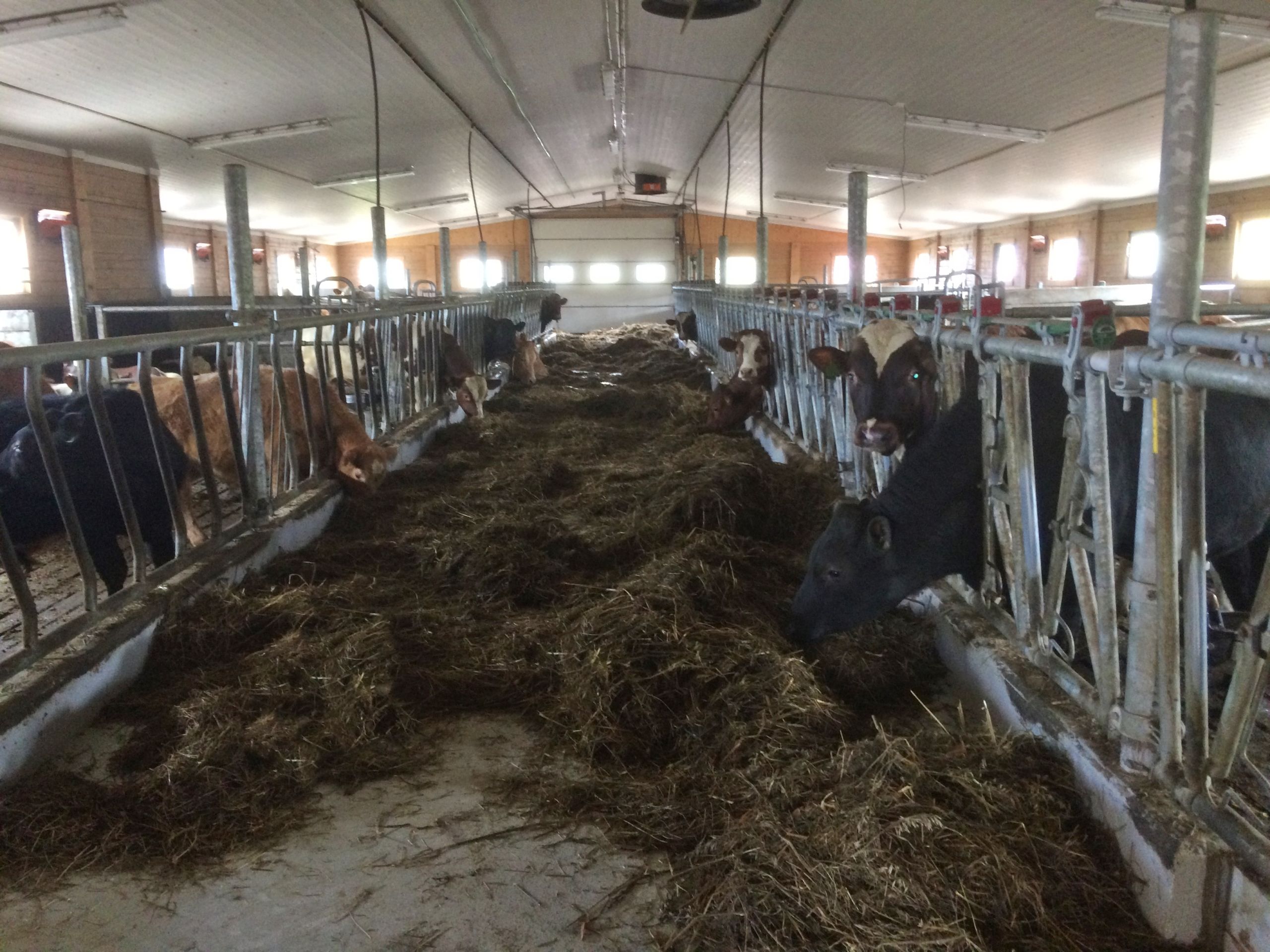 Ombygging av ammekufjøs