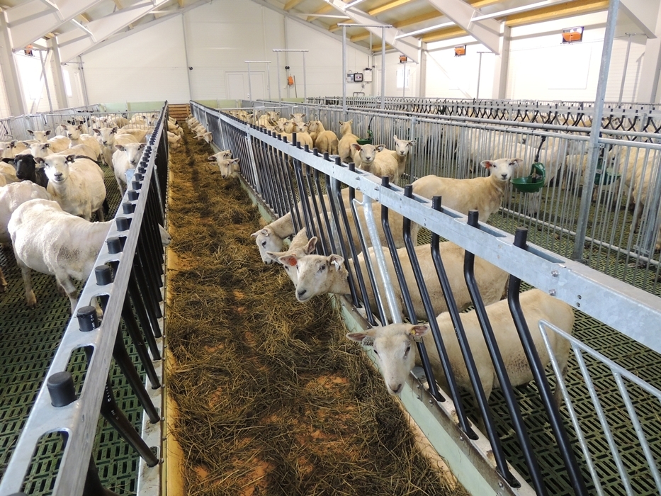 Fronter til sau og geit