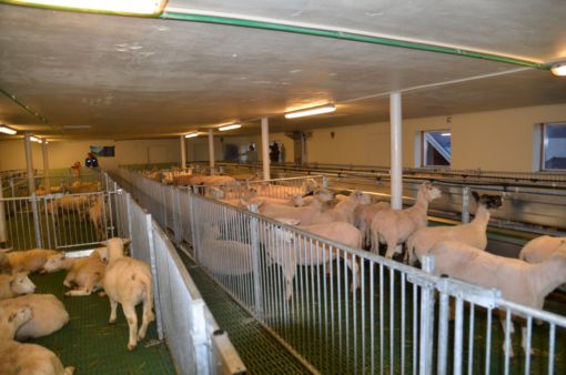 dd34e32172fe0202ef287e574244e1d2.jpg Gammelt kufjøs bygges om til sau