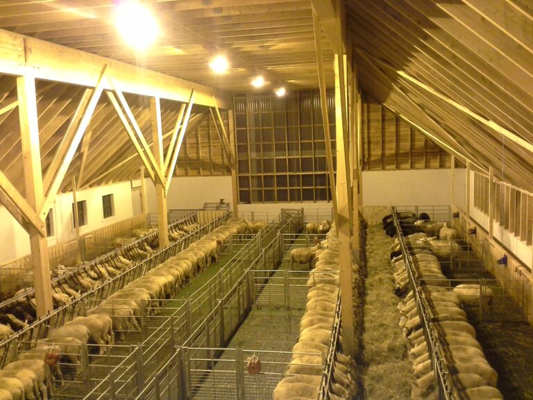 Kaldfjøs for ca 240 sau i Kvinnherad