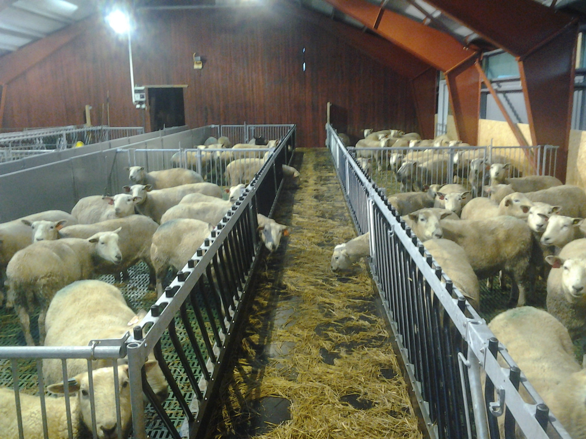 Nytt Sauefjøs hos Lars Øi i Hurum