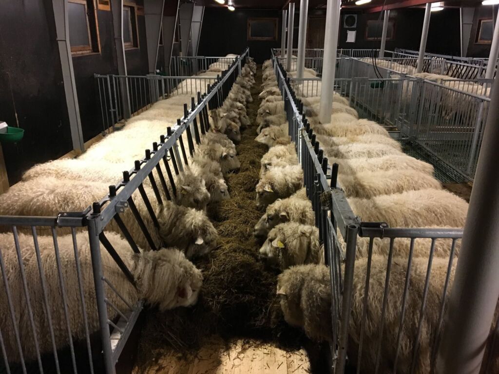 Ominnredet sauefjøs i Vinje