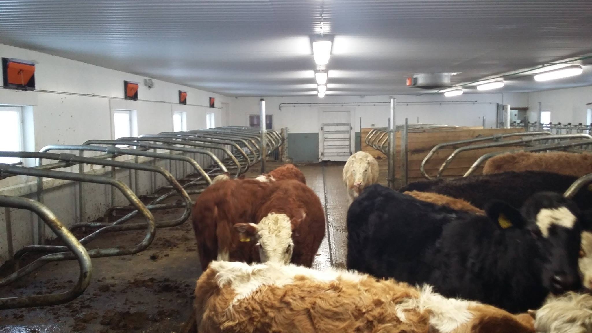 Ombygging til ungdyrfjøs ved Elverum