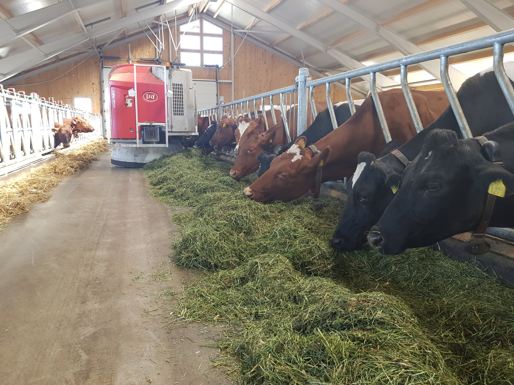 Nytt melkekufjøs på Skjefstad gård