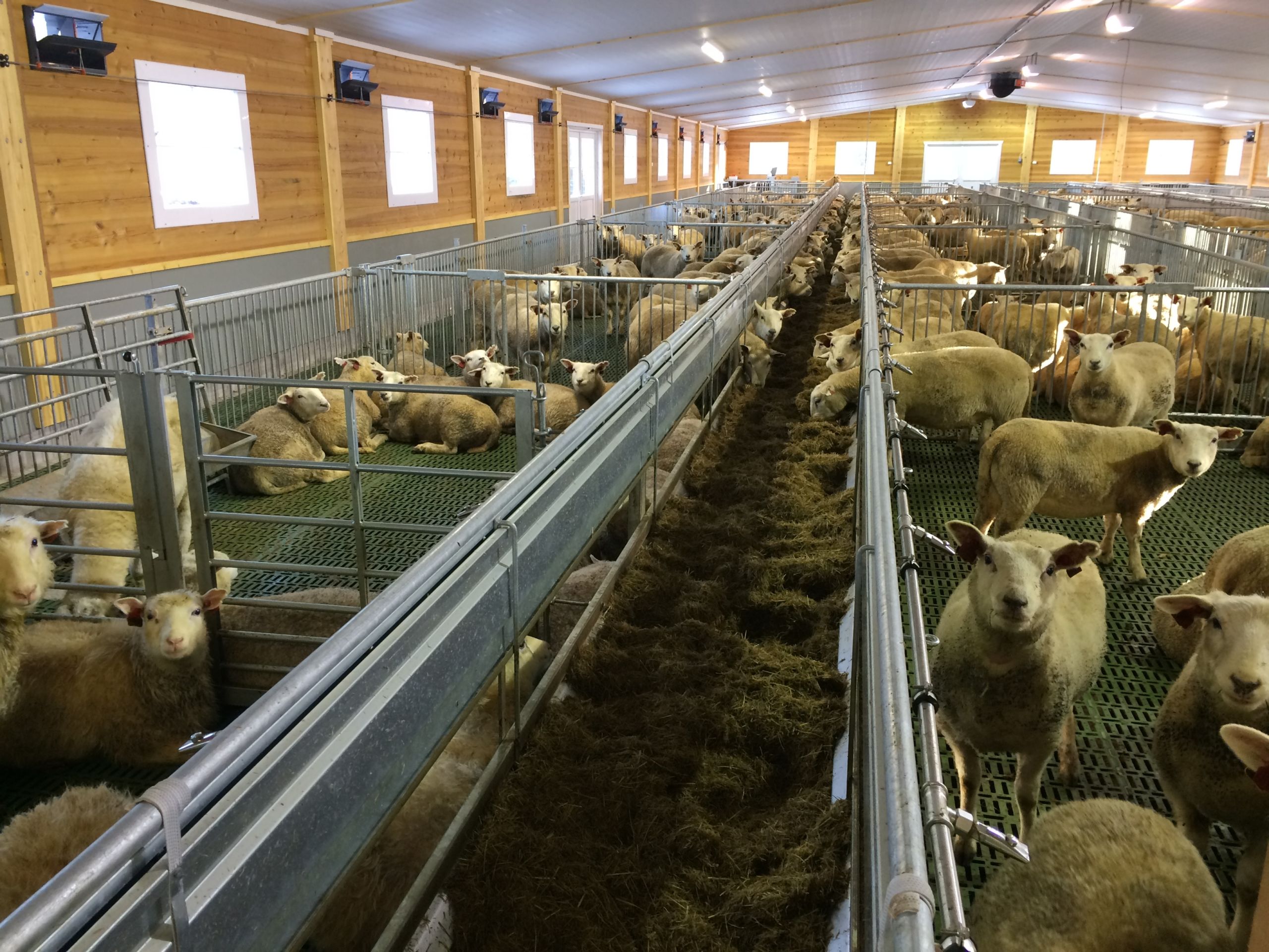 Nytt sauefjøshos Håkon Furuhovde, Dalholen