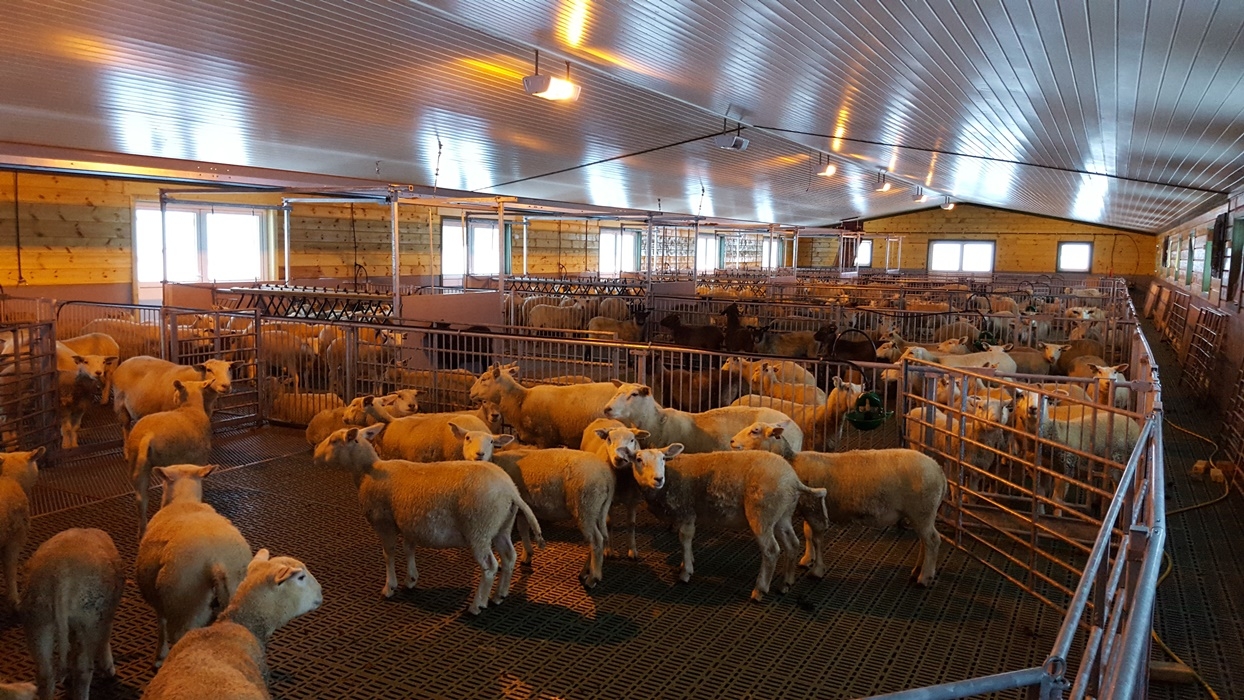 Nytt fjøs for 350 sau i Åseral