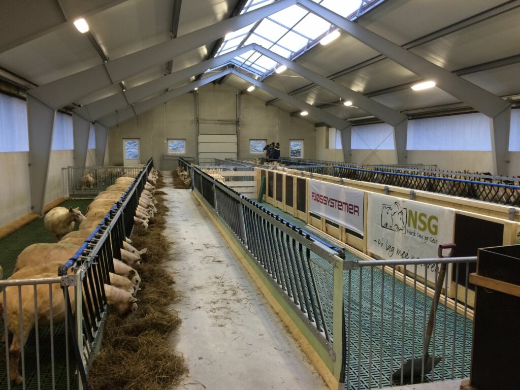 Nybygg for 200 sau hos Finn Aarrestad