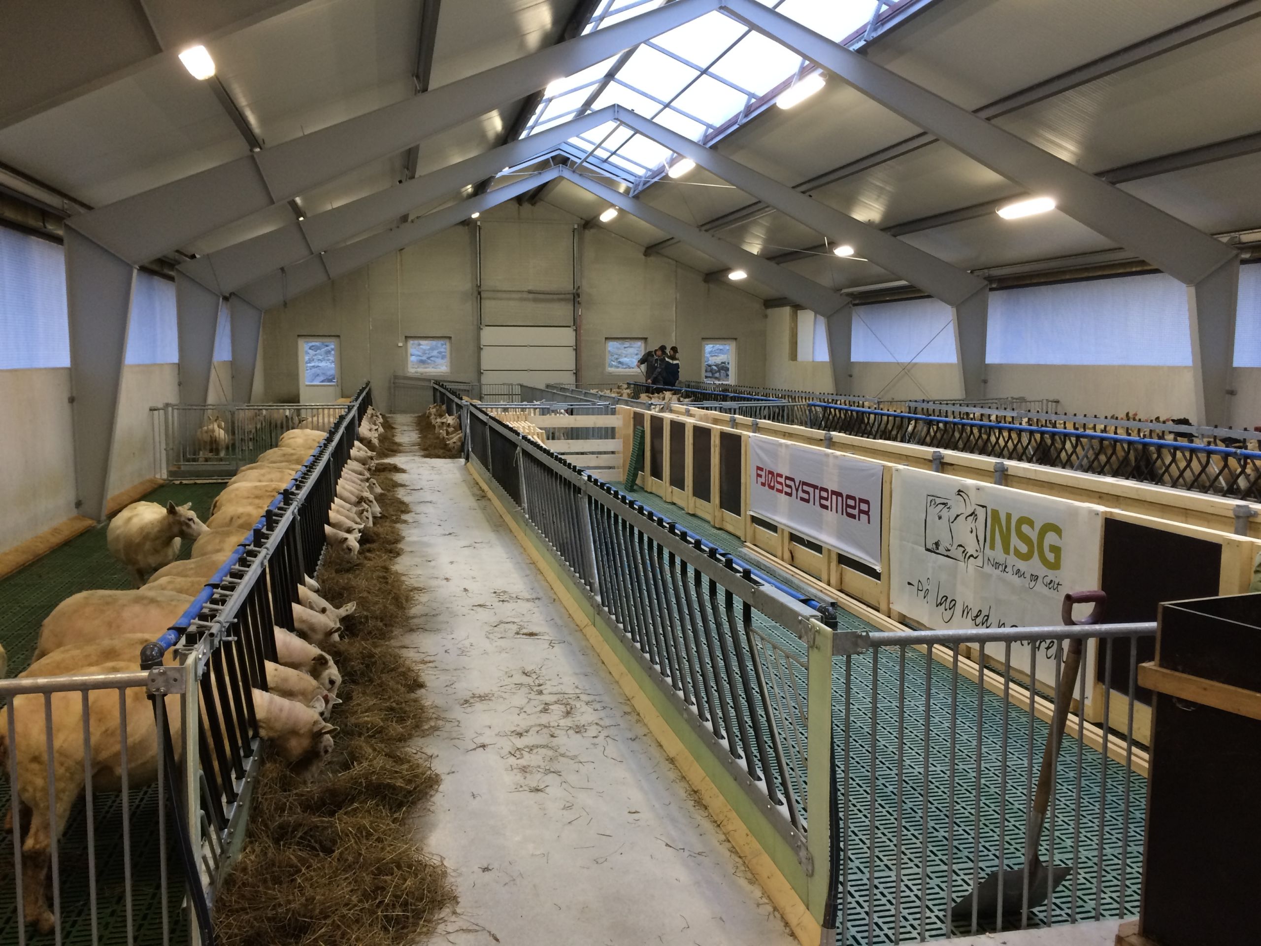 Nybygg for 200 sau hos Finn Aarrestad