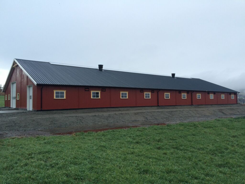 Nytt ammekufjøs på Jaren