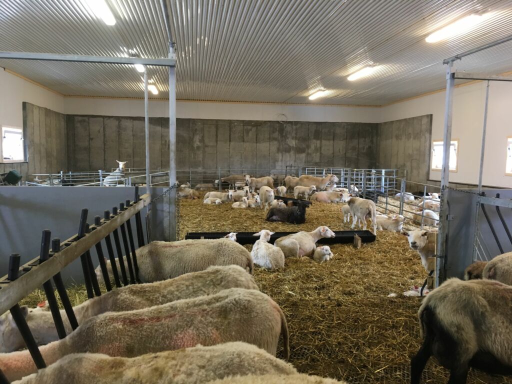 Påbygg sauefjøs til Ole Marius Granum, Biri