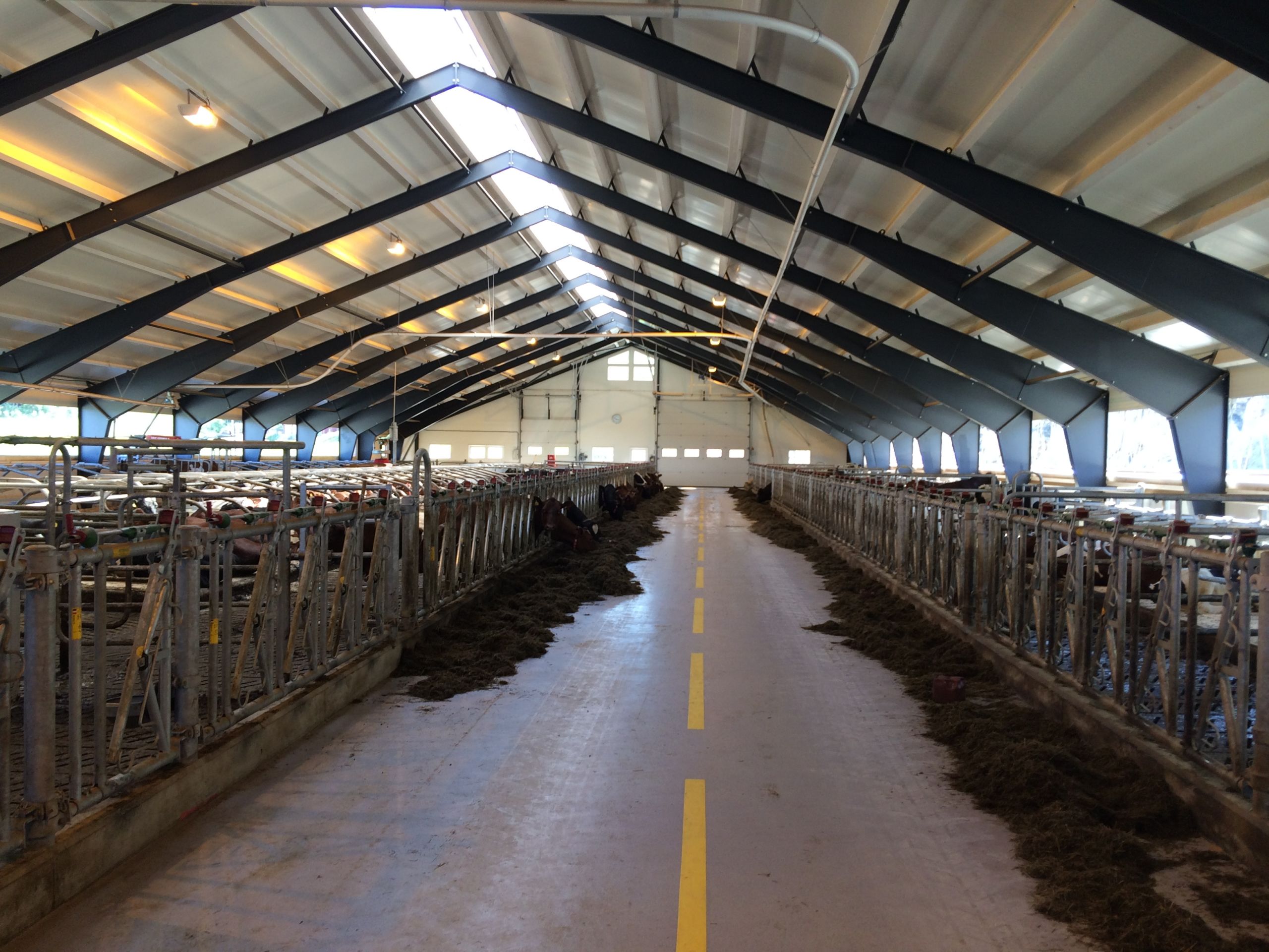 Nytt melkekufjøs på Hell