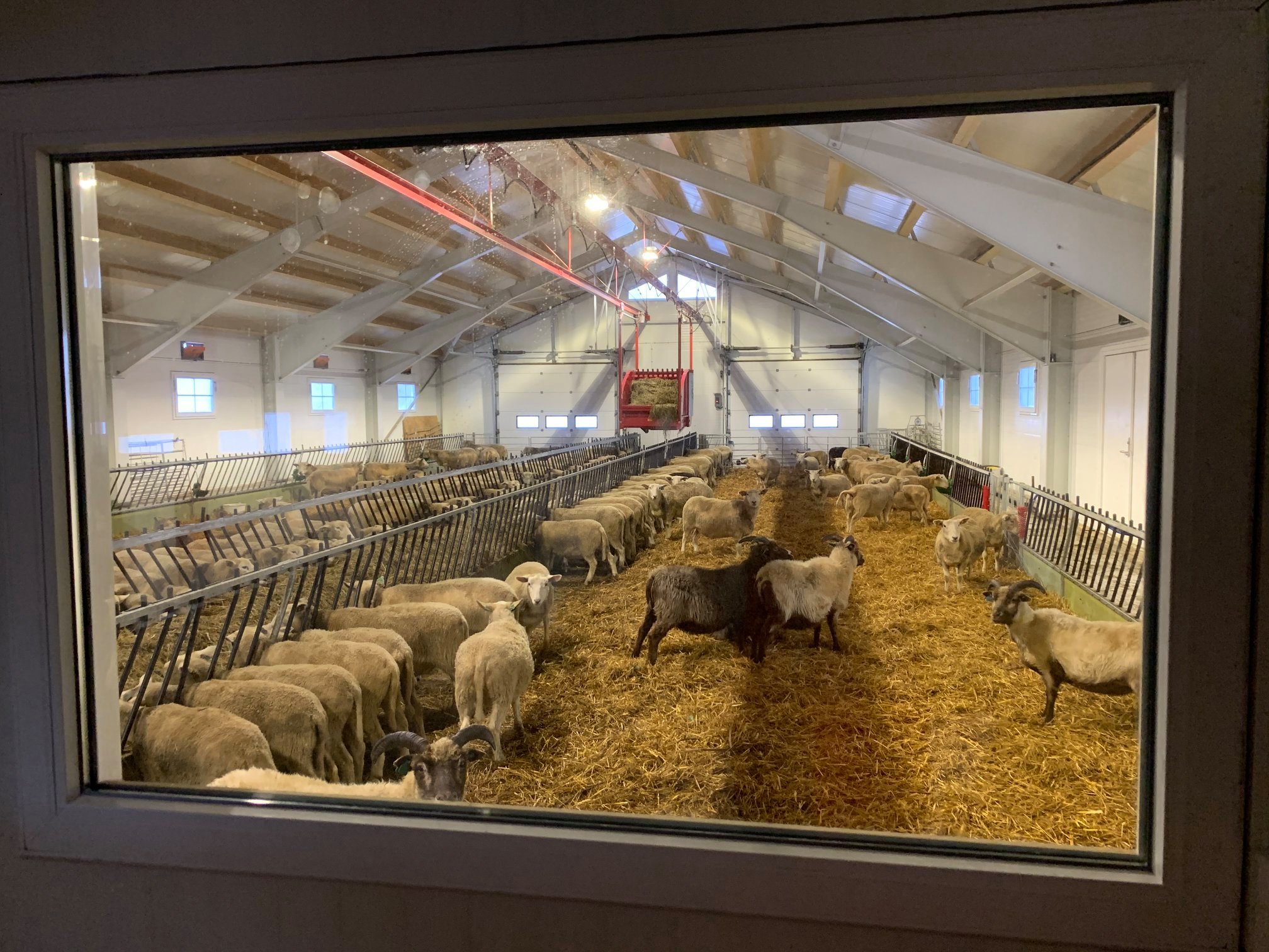 Nytt sauehus i Snertingdal