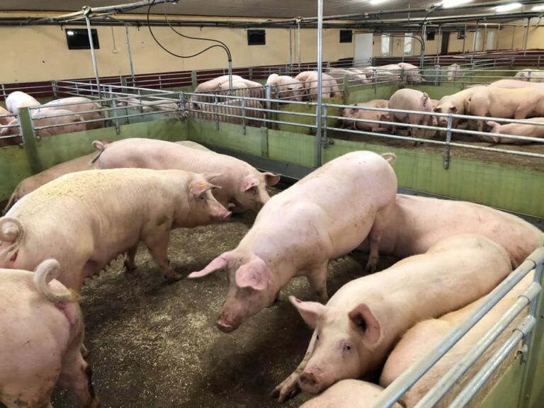 Ombygging og renovering av grisehus