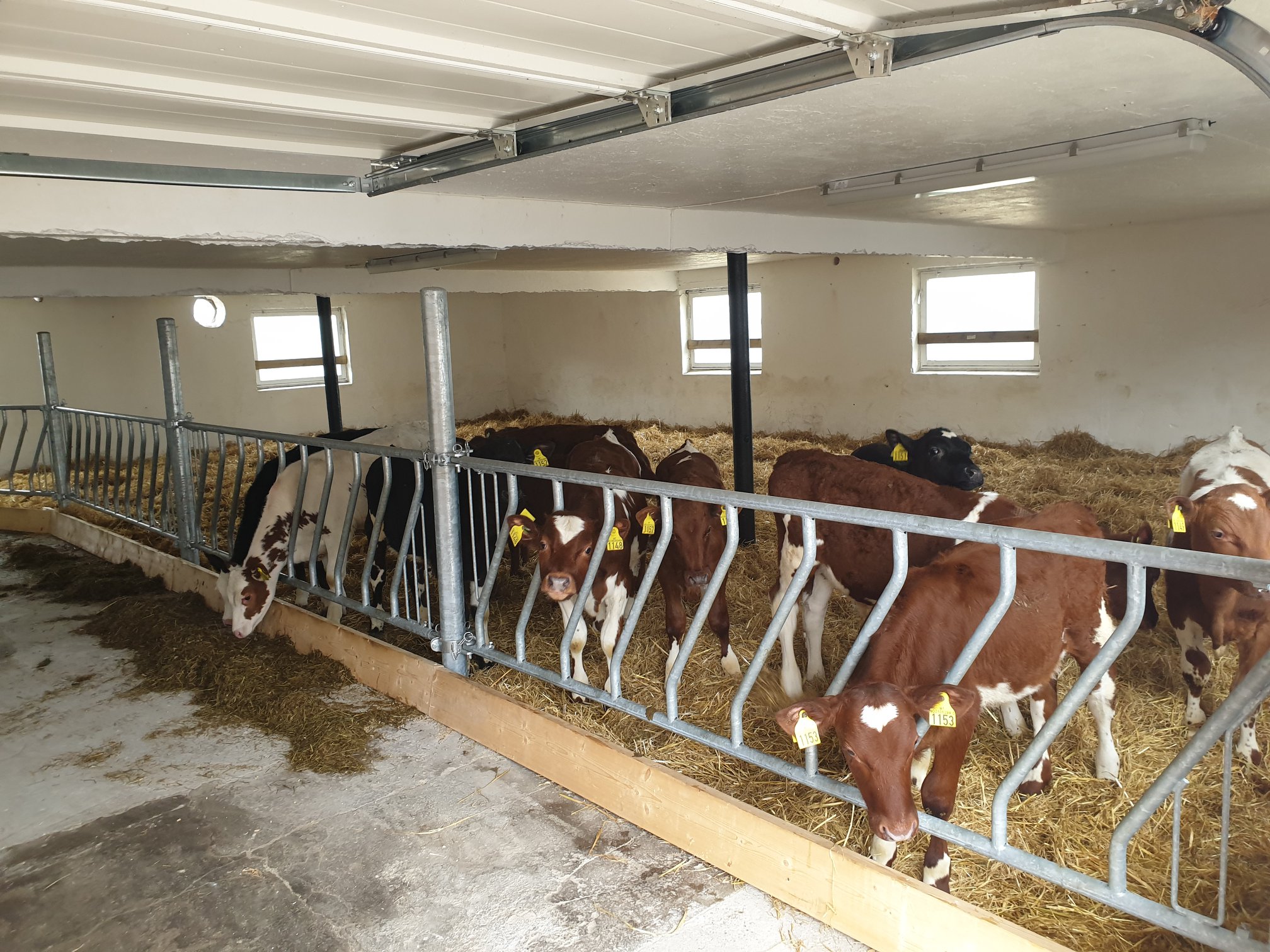 Ombygging til kalveavdeling