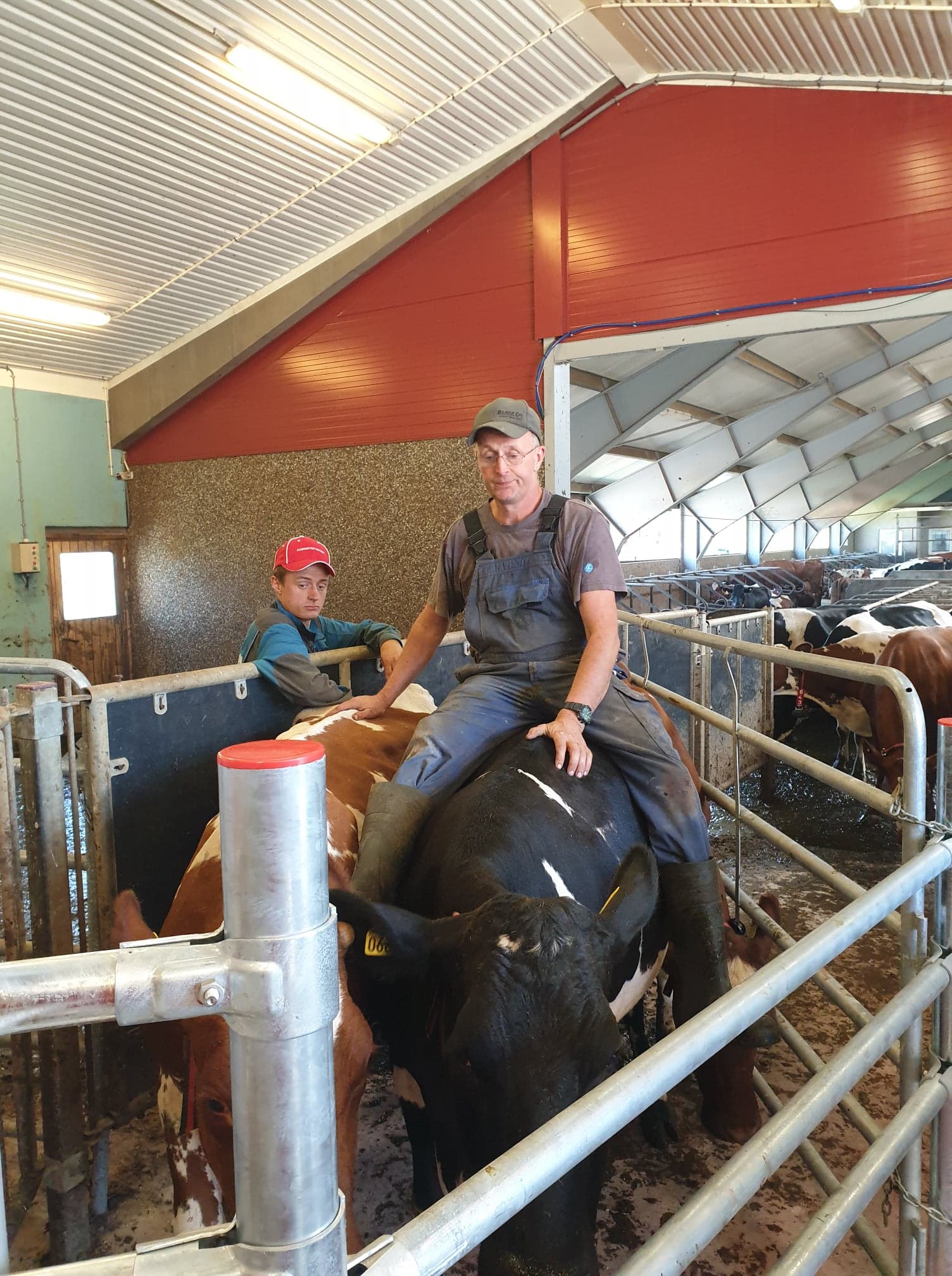 Lely Astronaut A5 melkeroboter til Lodviken Gård