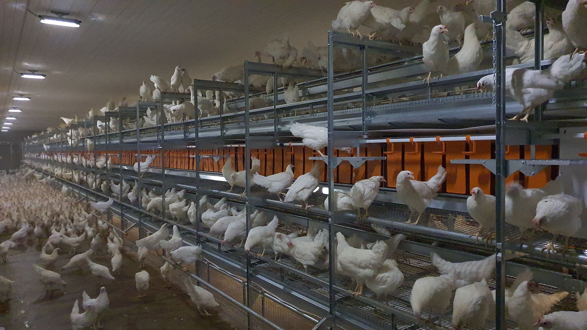 Ombygging til frittgående høner