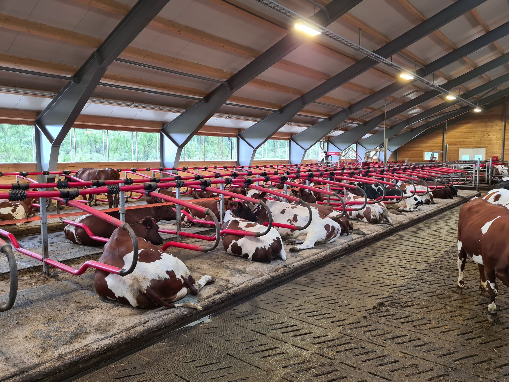 Nytt melkekufjøs på Engeløya