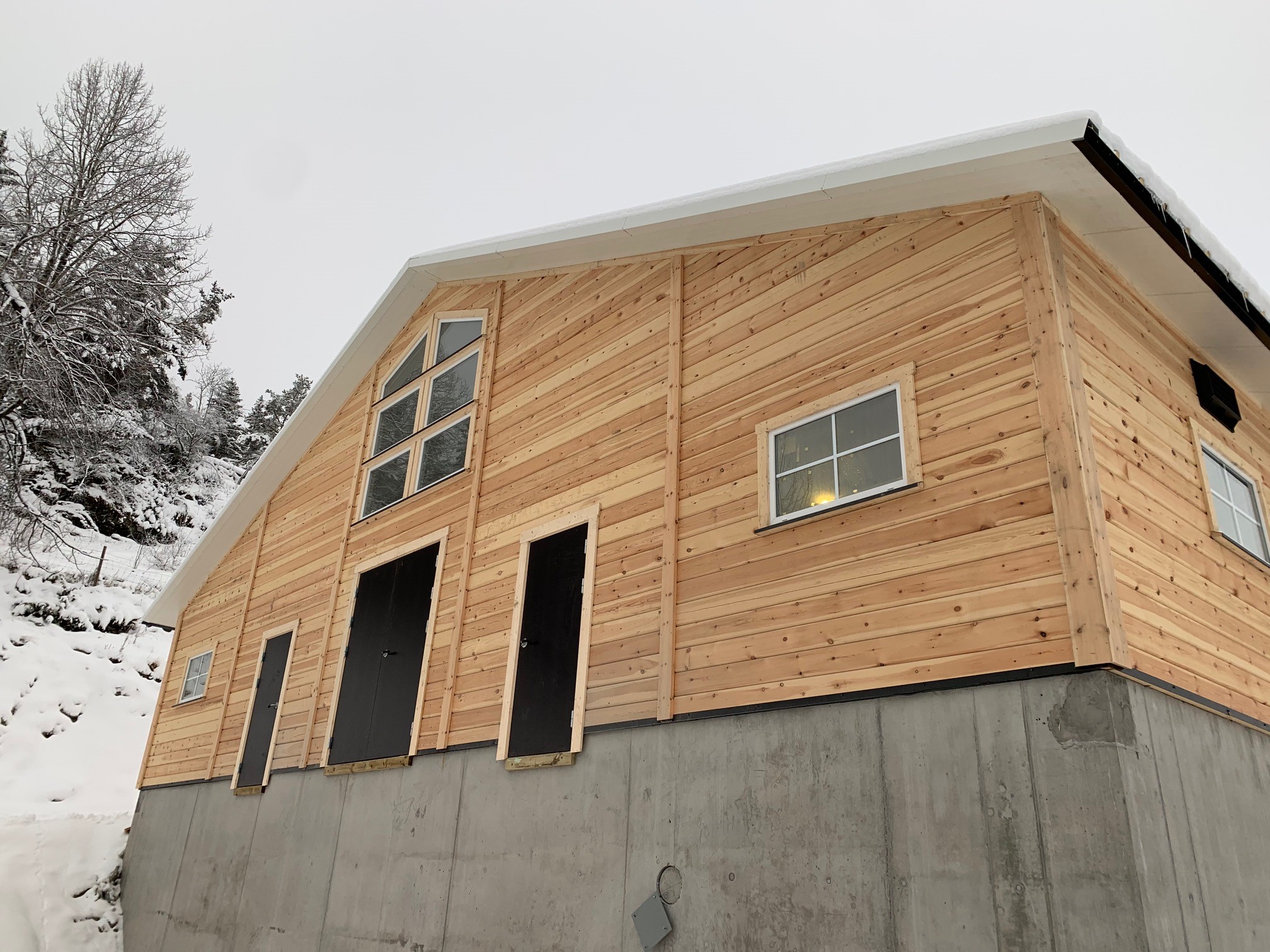 Innflytting i nytt ammekufjøs