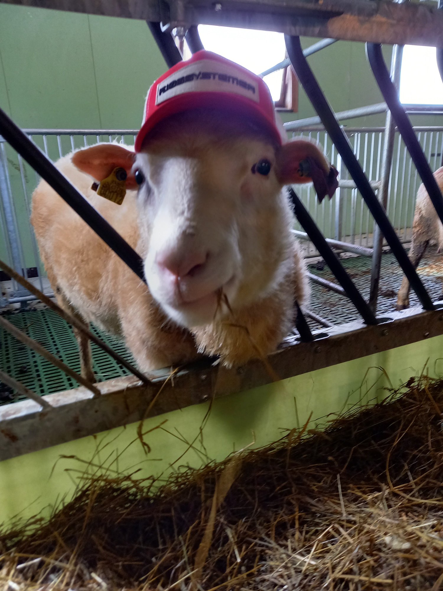 Ombygging til sauefjøs