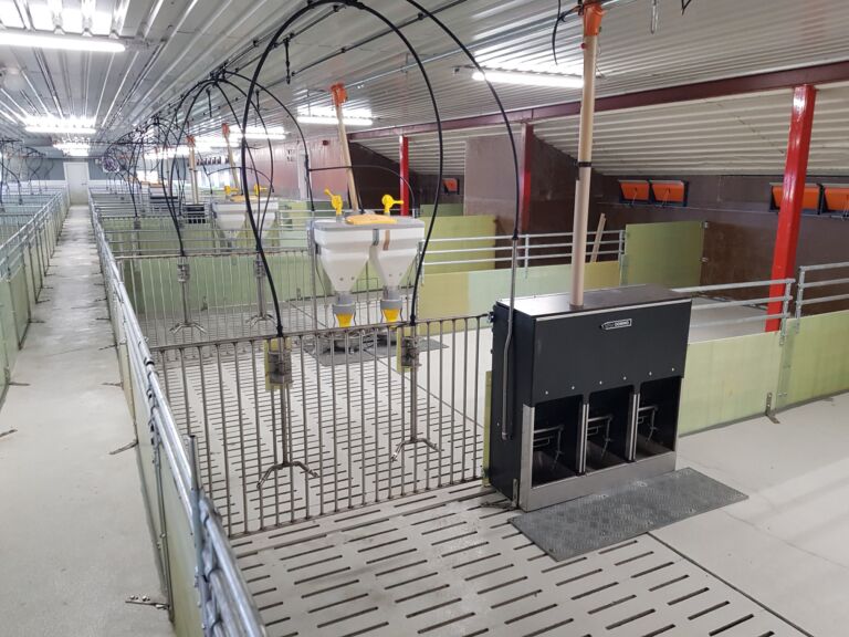 Renovasjon og ombygging til slaktegris