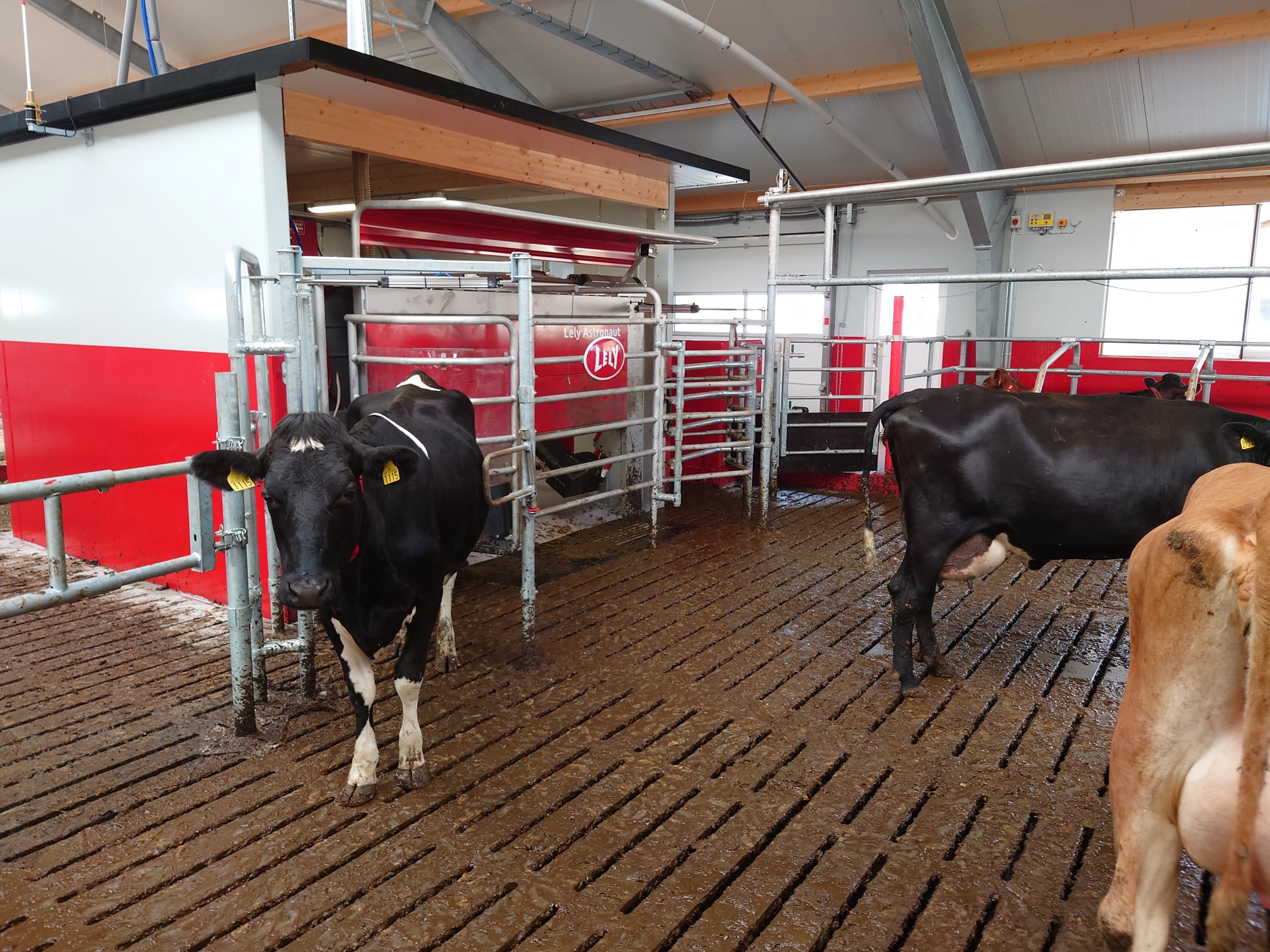 Ny melkerobot til Jæren