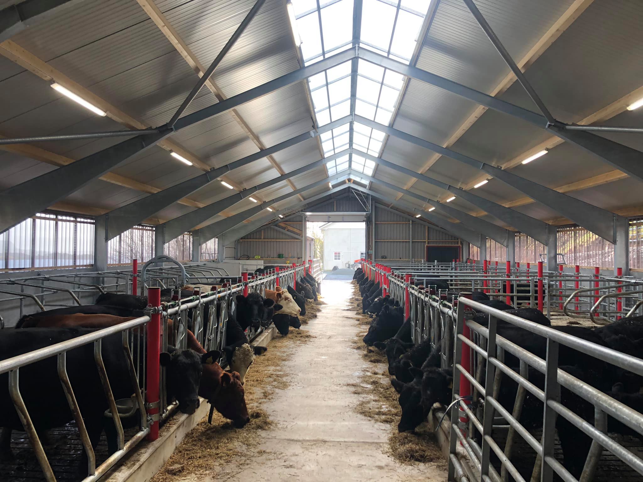 Nytt fjøs på Sjernarøy