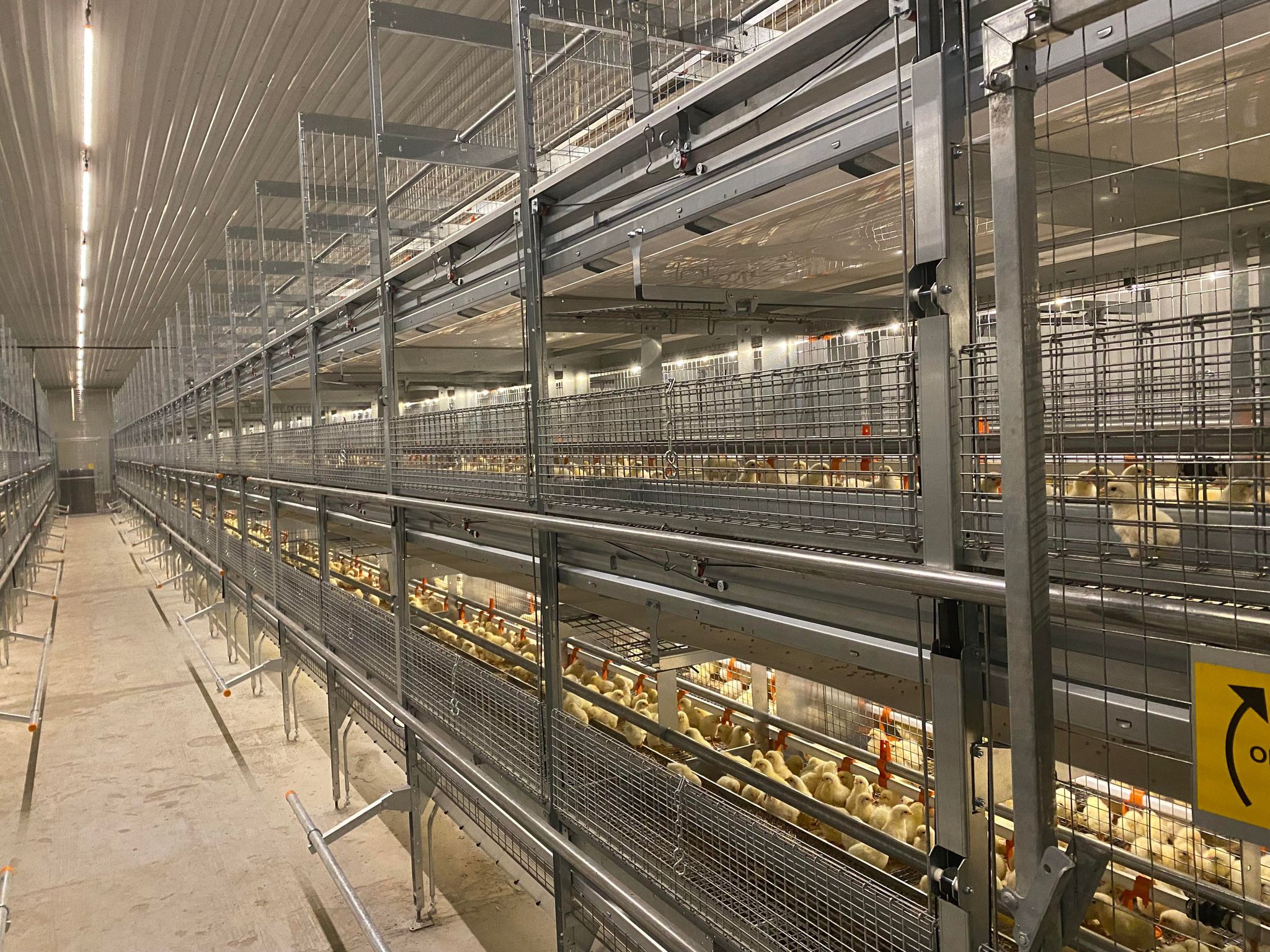 Oppgradering av bygg for unghøner