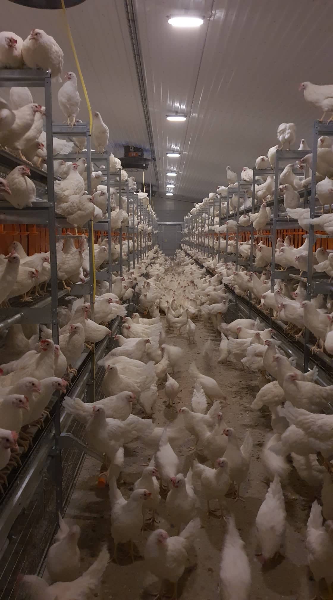 Nytt fjøs for konsumegg