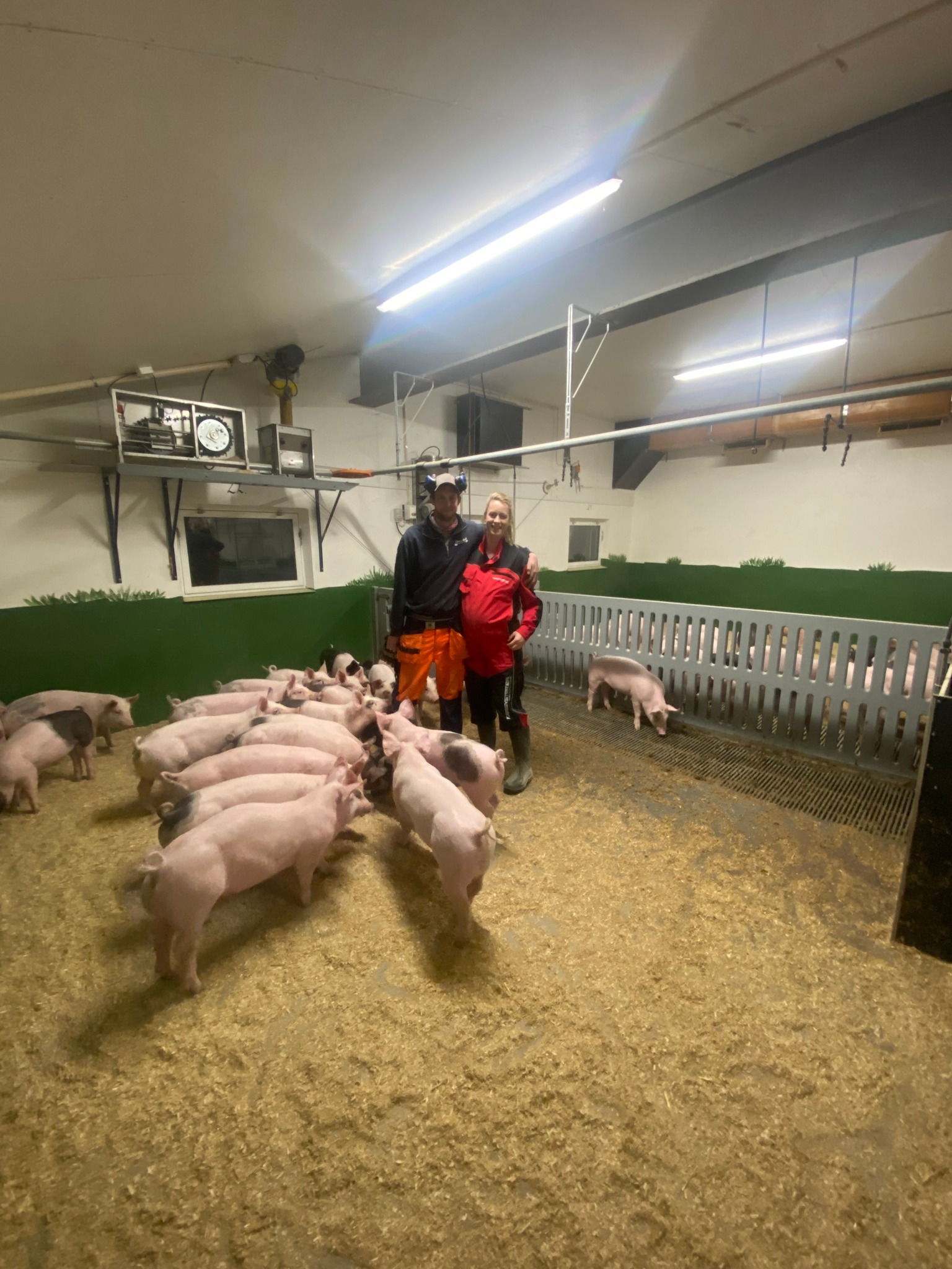 Gjenåpning av grisefjøs