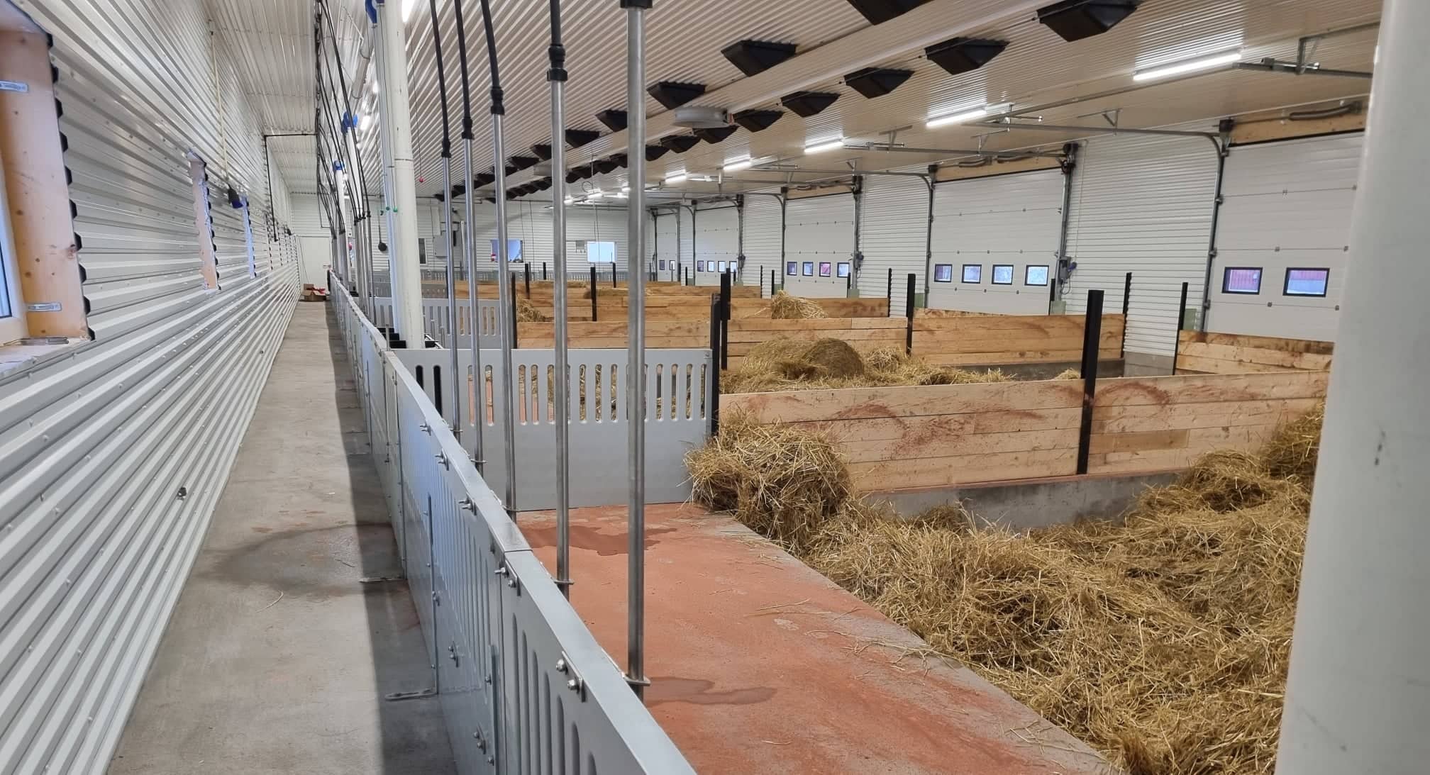 Nå er det gris i talle fjøset i Fon