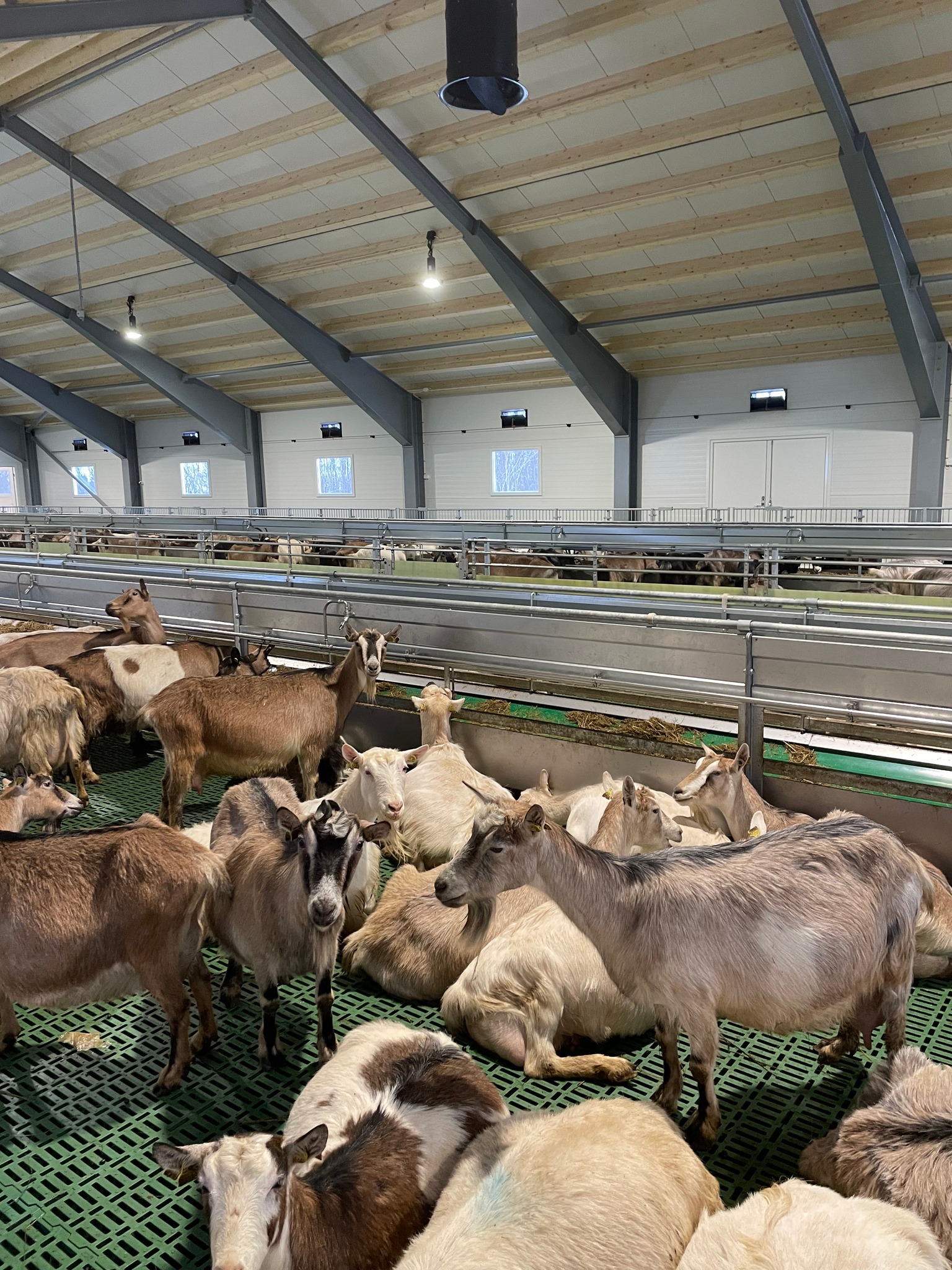 Nytt geitefjøs i Mortenhals