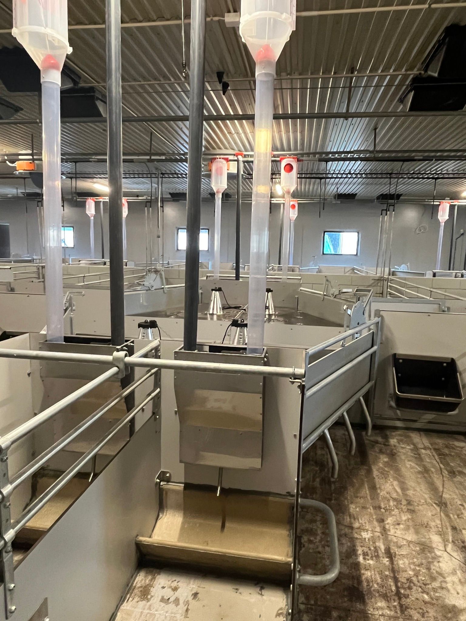 Totalrenovering og overgang til SPF i avlsbesetning