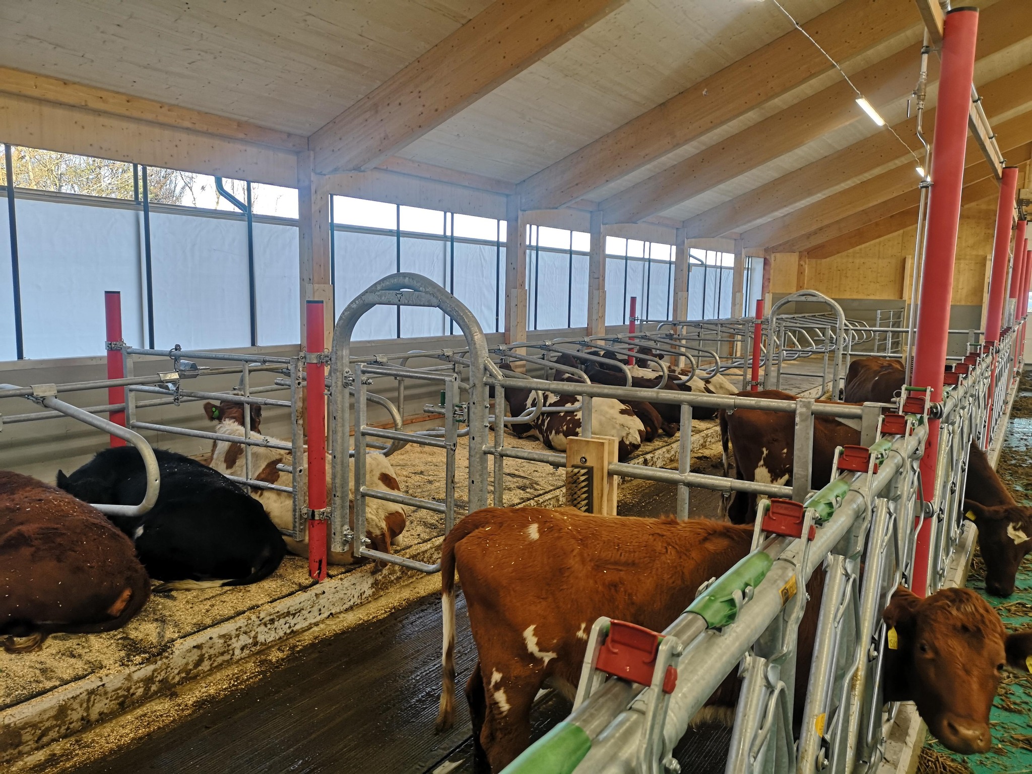 Innredning i nytt fjøs