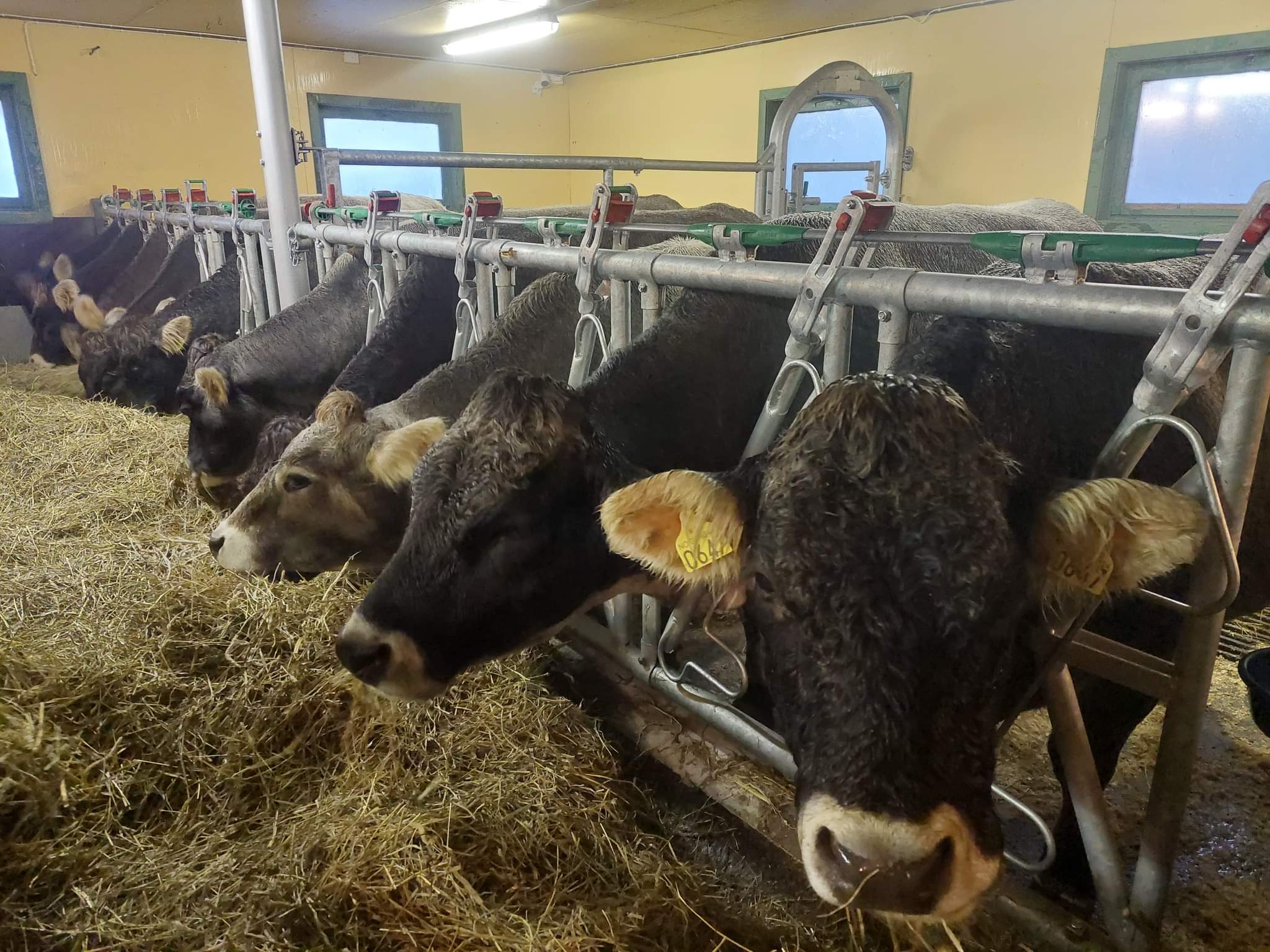 Ny innredning i fjøs