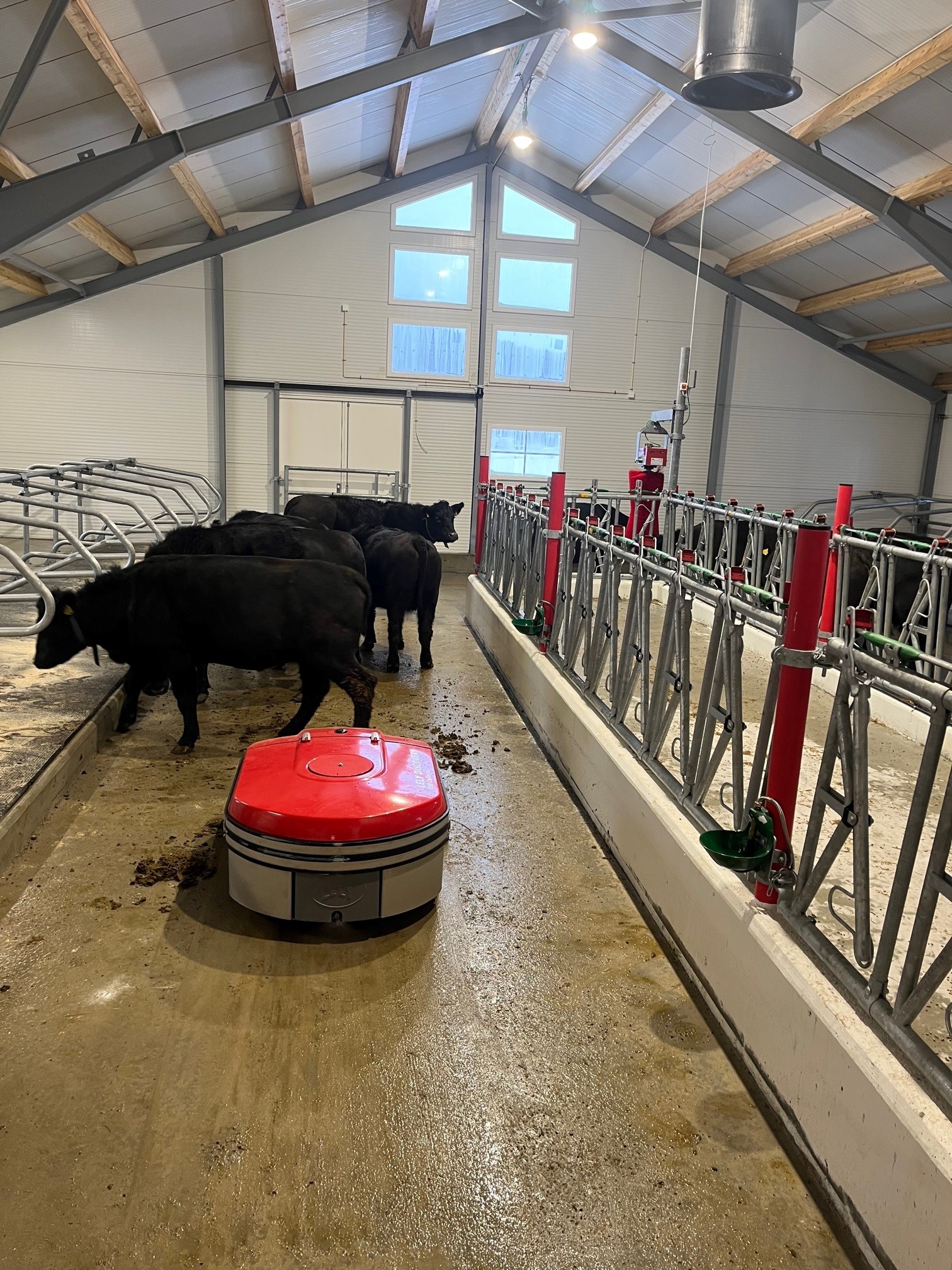 Båsfjøs til løsdriftfjøs