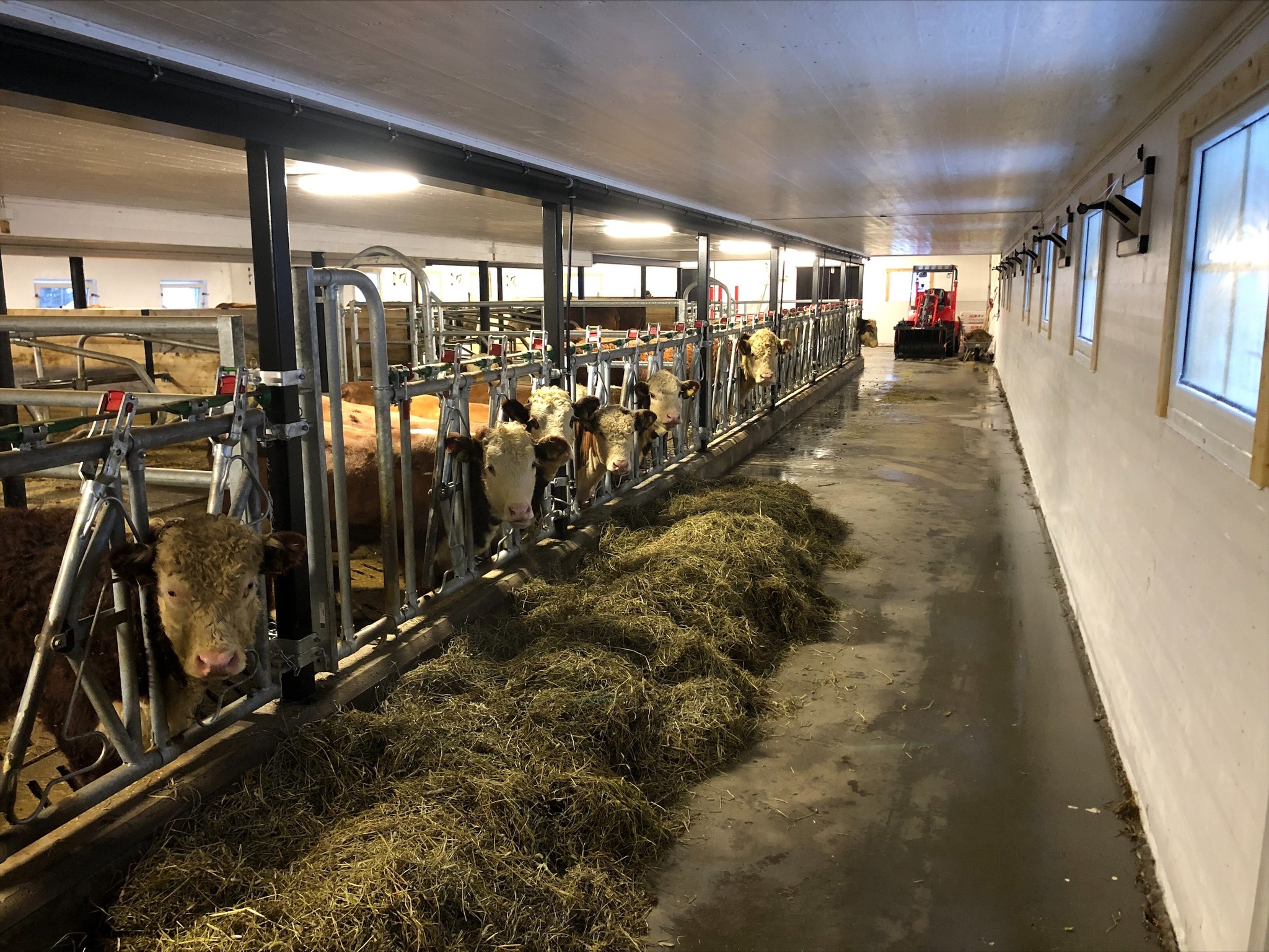 Fra båsfjøs til lausdrift