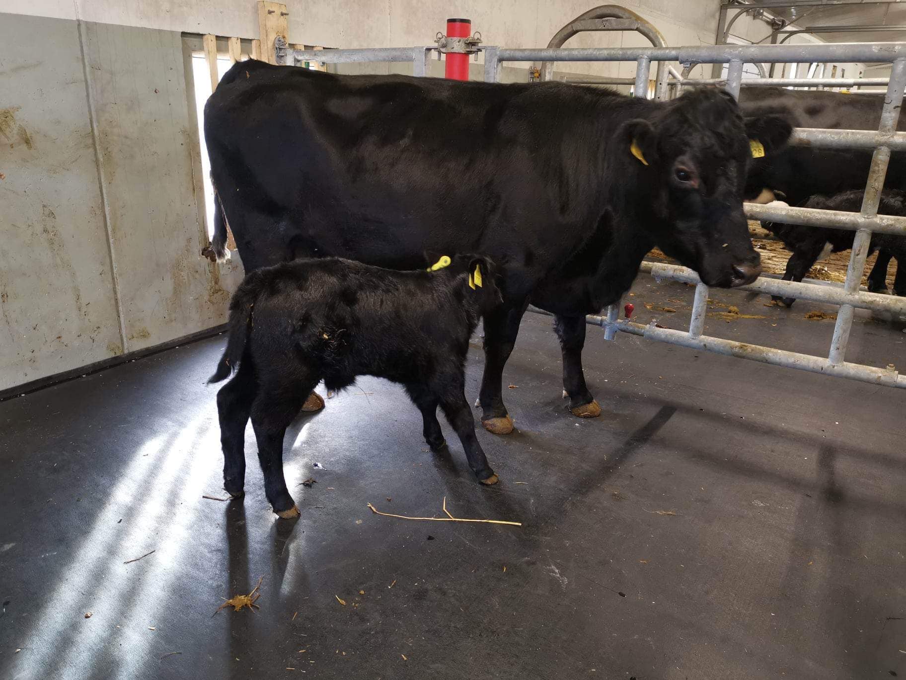 Madrass i kalvingsbinger