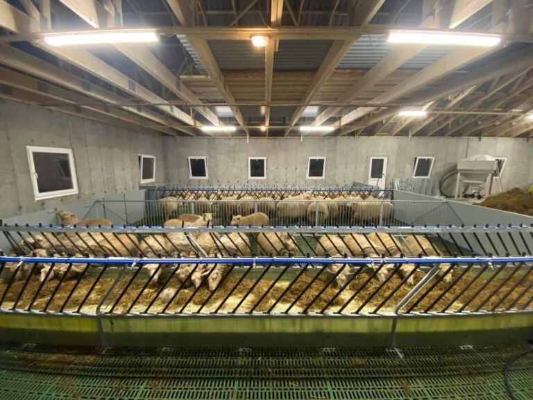 Nytt sauehus i Kopervik